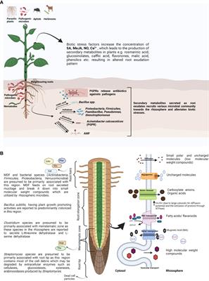 Biotic stress-induced changes in root exudation confer plant stress tolerance by altering rhizospheric microbial community